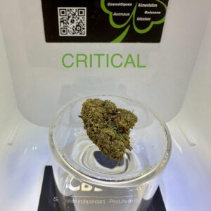 CBD Culture en Extérieur - CRITICAL