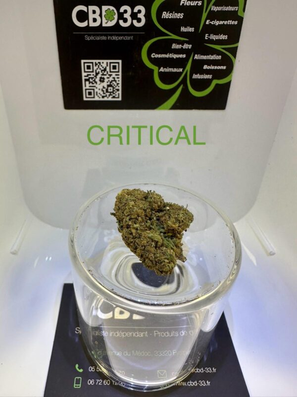 CBD Culture en Extérieur - CRITICAL
