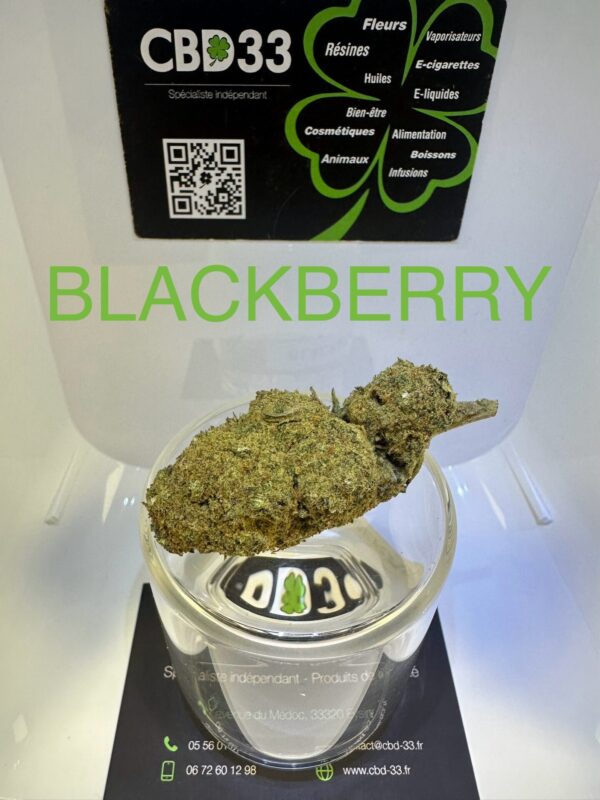 CBD Culture en Intérieur - BLACKBERRY