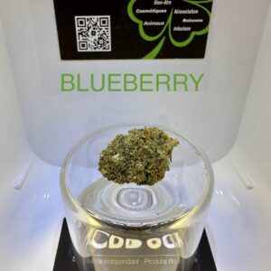 CBD Culture Intérieure - BLUEBERRY