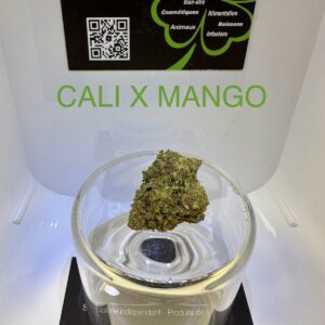 CBD Culture en Serre - CALI X MANGO