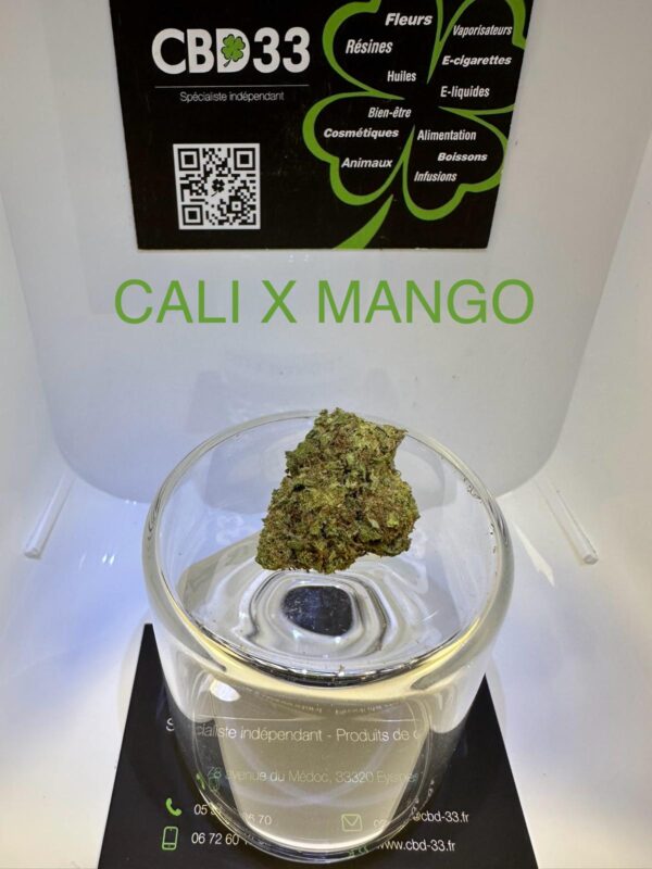 CBD Culture en Serre - CALI X MANGO