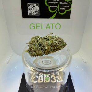CBD Culture en Serre - GELATO