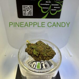 CBD Culture en Serre - PINEAPPLE CANDY