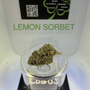 CBD Culture en Serre - LEMON SORBET