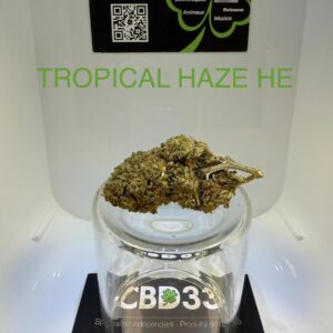 CBD Culture Intérieure - TROPICAL HAZE HE