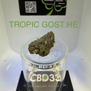 CBD Culture Intérieure - TROPIC GHOST HE