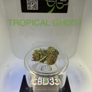 CBD Culture en Serre - TROPICAL GHOST
