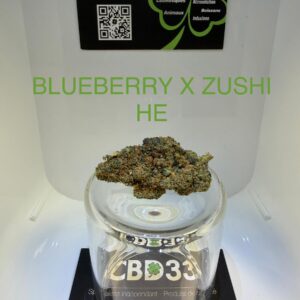 CBD Culture Intérieure - BLUEBERRY X ZUSHI HE
