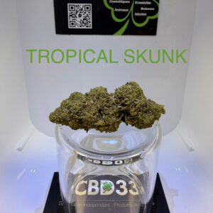 CBD Culture en Extérieur - TROPICAL SKUNK